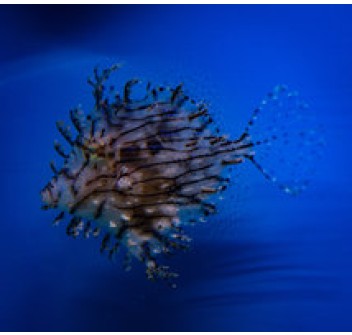 Chaetodermis penicelligerus ( penicelligera )