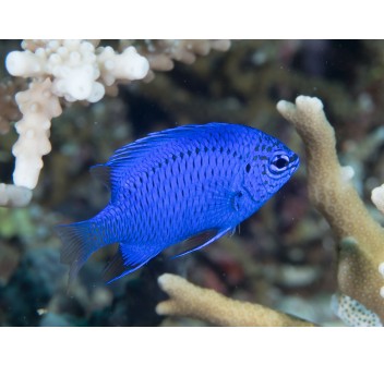 Chrisiptera springeri