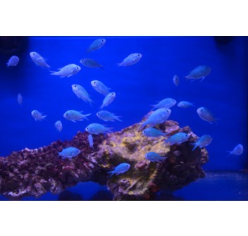 Chromis viridis