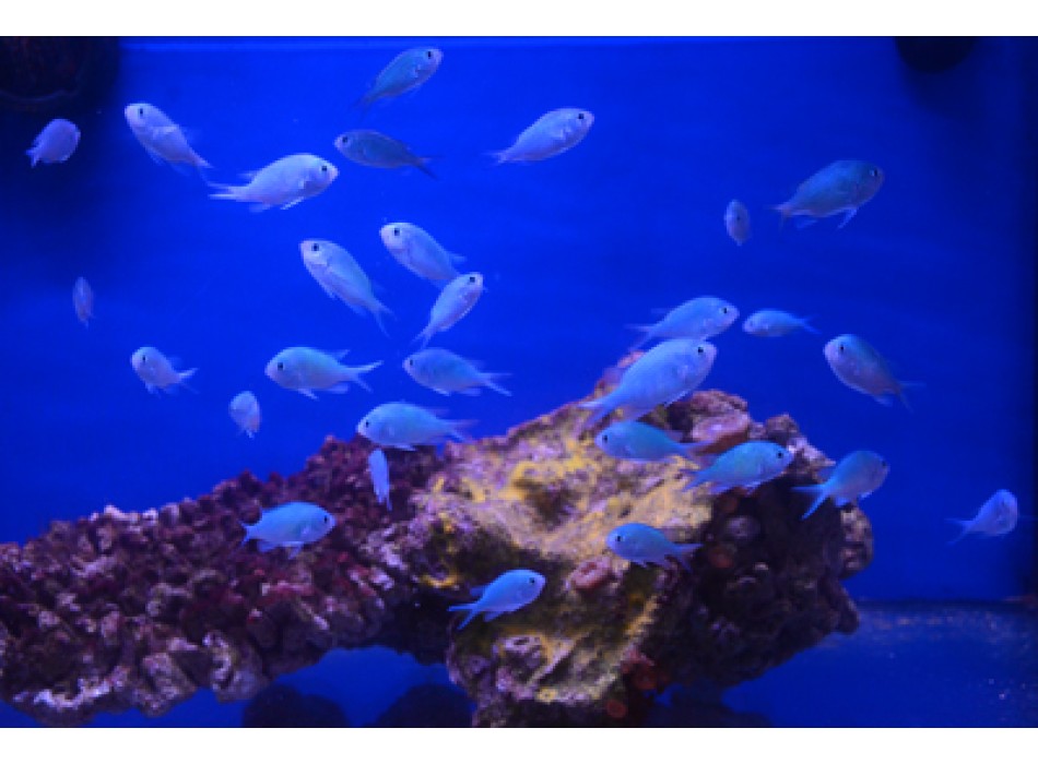 Chromis viridis