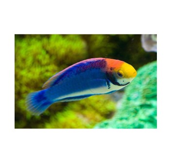Cirrhilabrus aquamarinus