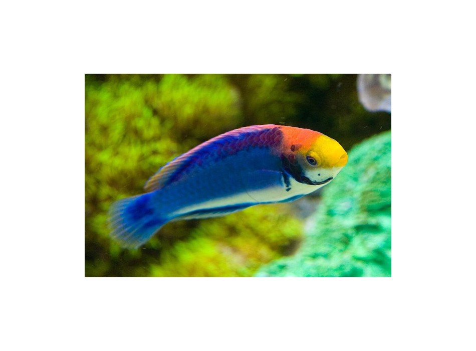 Cirrhilabrus aquamarinus
