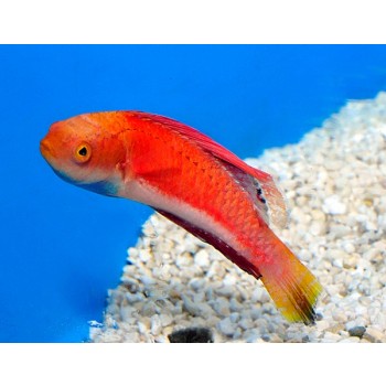 Cirrhilabrus cyanogularis