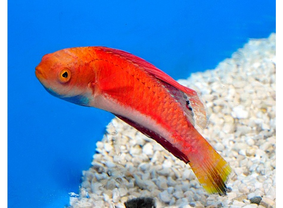 Cirrhilabrus cyanogularis