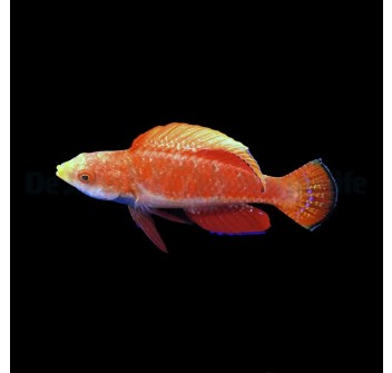 Cirrhilabrus cyanogularis