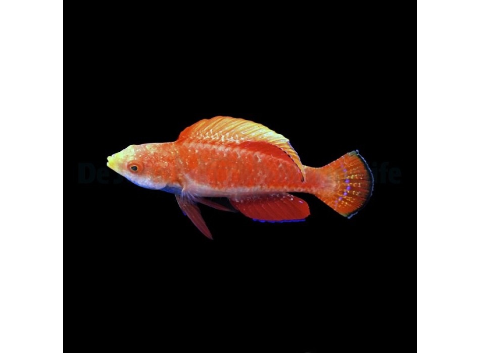 Cirrhilabrus cyanogularis