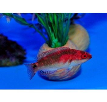 Cirrhilabrus exquisitus