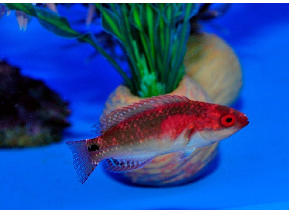 Cirrhilabrus exquisitus