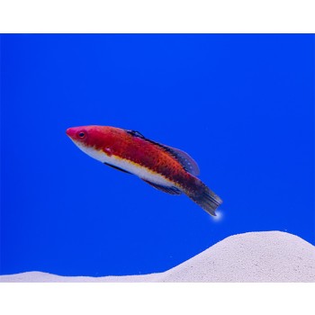 Cirrhilabrus joanallenae