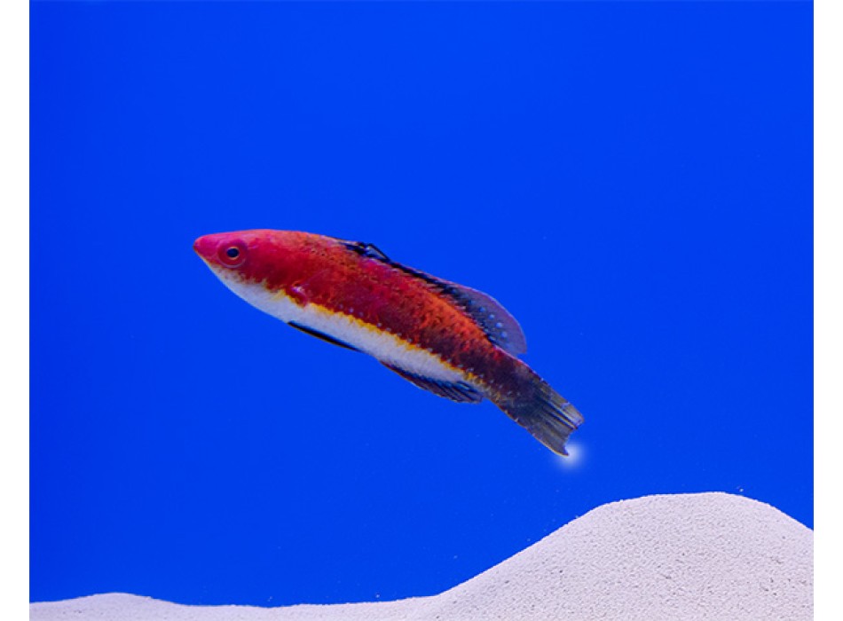 Cirrhilabrus joanallenae