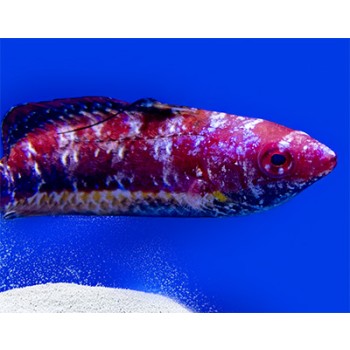 Cirrhilabrus joanallenae