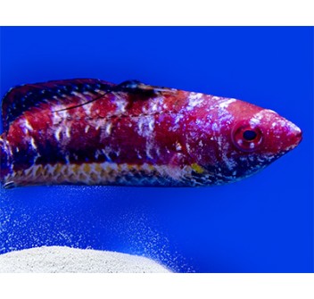 Cirrhilabrus joanallenae