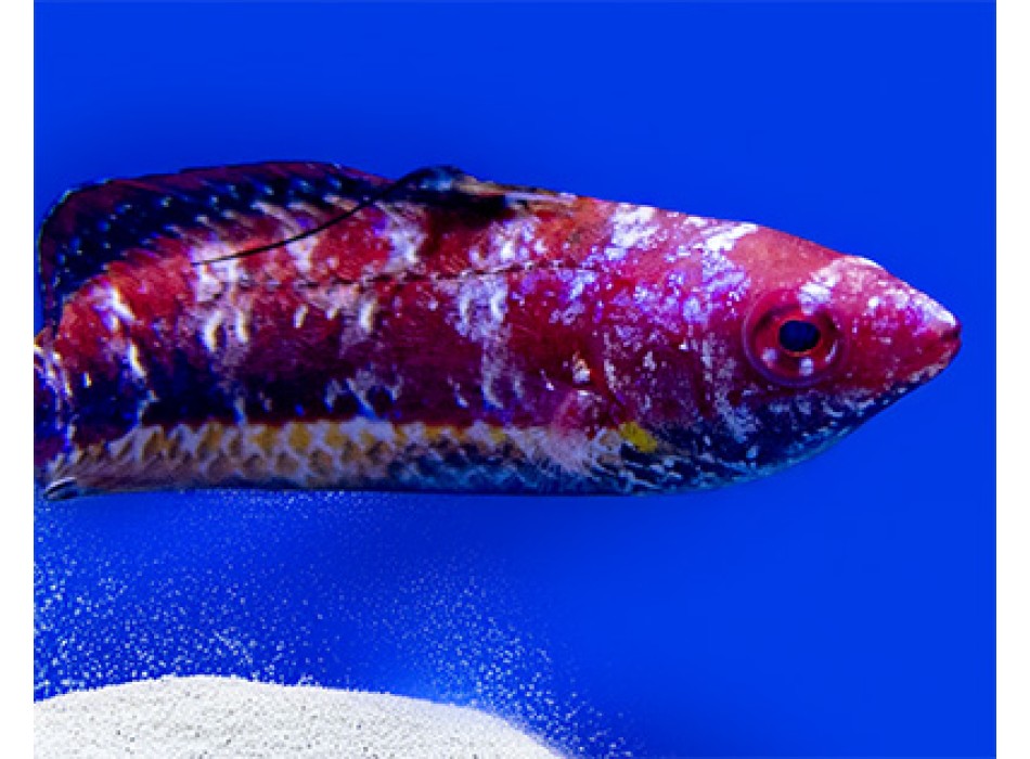 Cirrhilabrus joanallenae