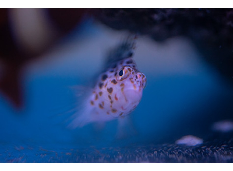 Cirrhitichthys oxycephalus