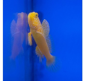 Cryptocentrus cintus 