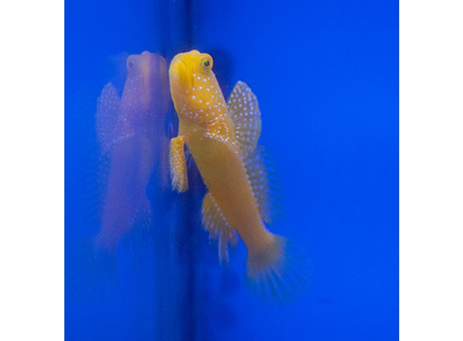 Cryptocentrus cintus 