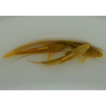 Cryptocentrus cintus 