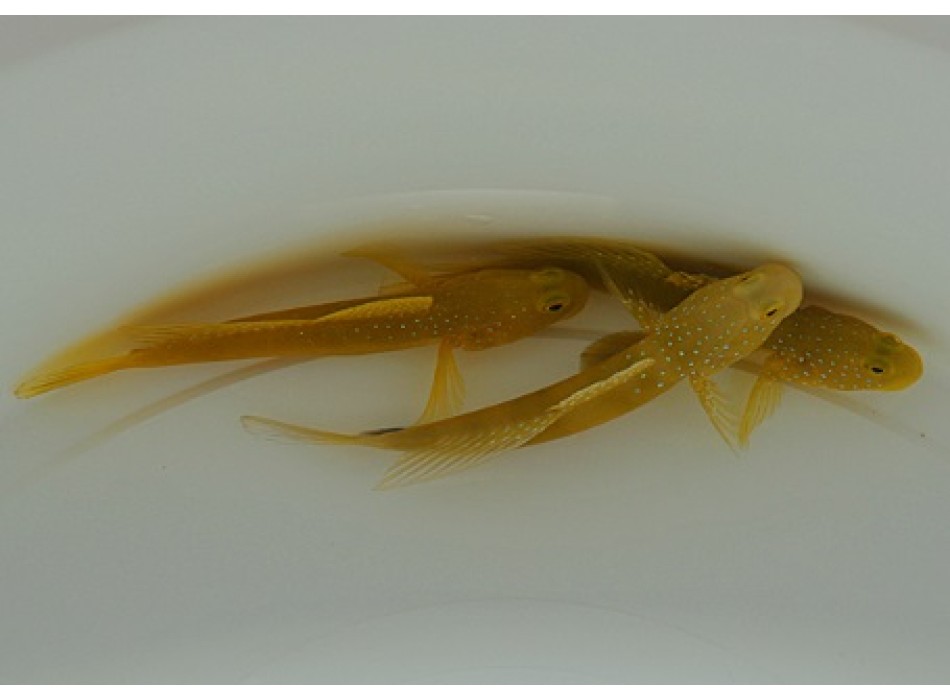 Cryptocentrus cintus 