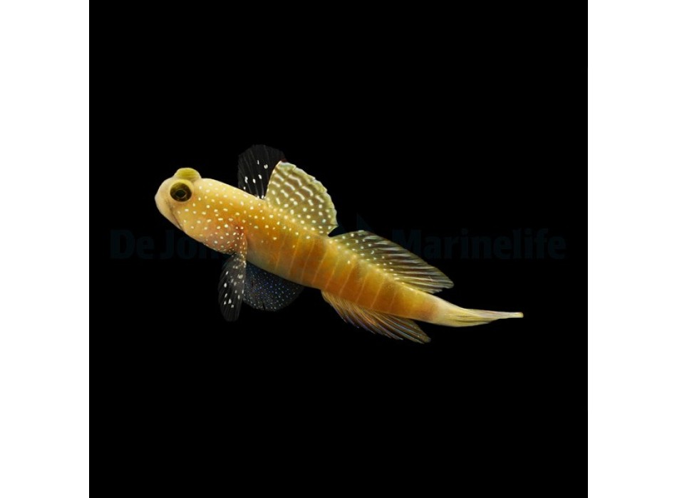 Cryptocentrus cintus 