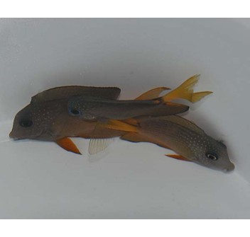 Ctenochaetus binotatus