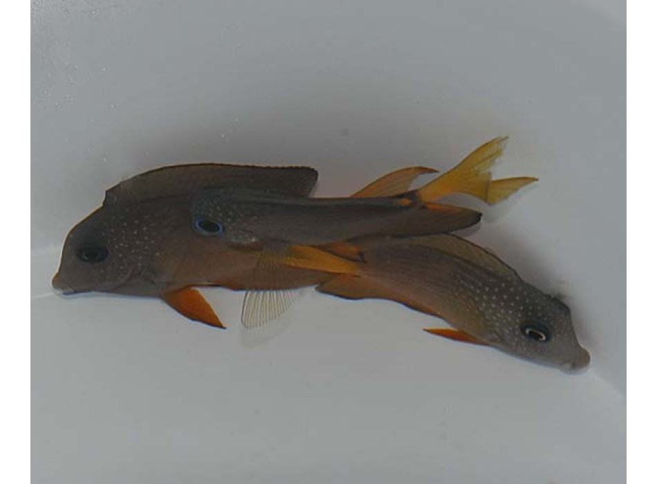 Ctenochaetus binotatus