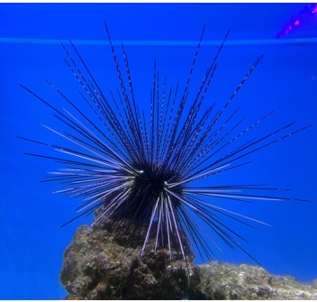 Diadema setosum - Riccio