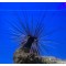 Diadema setosum - Riccio - XL