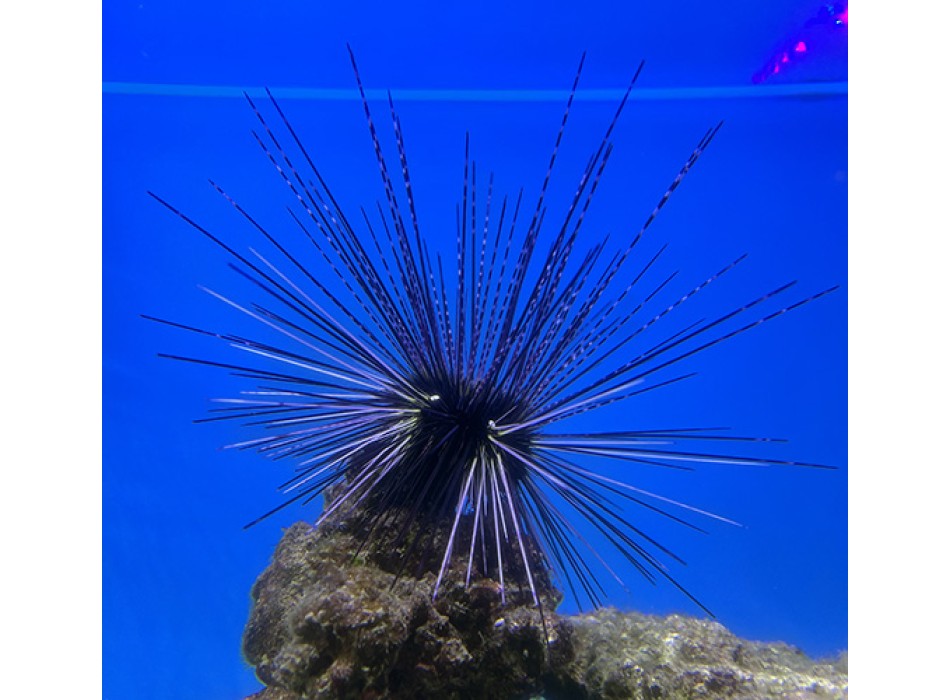 Diadema setosum - Riccio