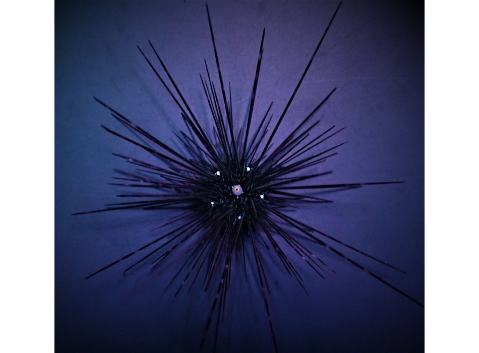 Diadema setosum - Riccio