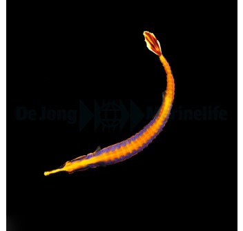 Doryrhamphus bicarinatus