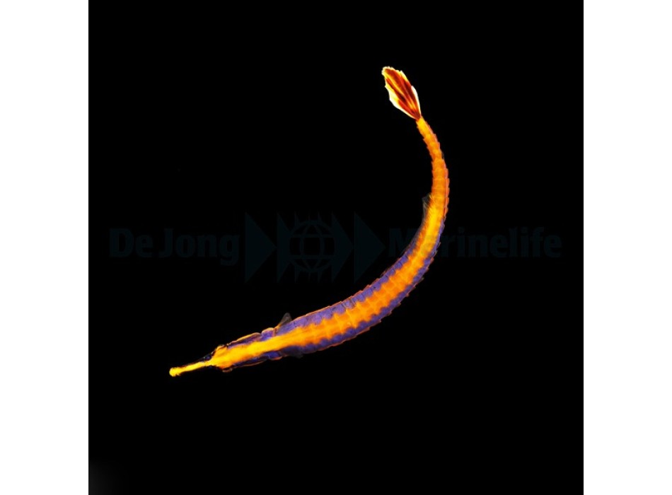 Doryrhamphus bicarinatus