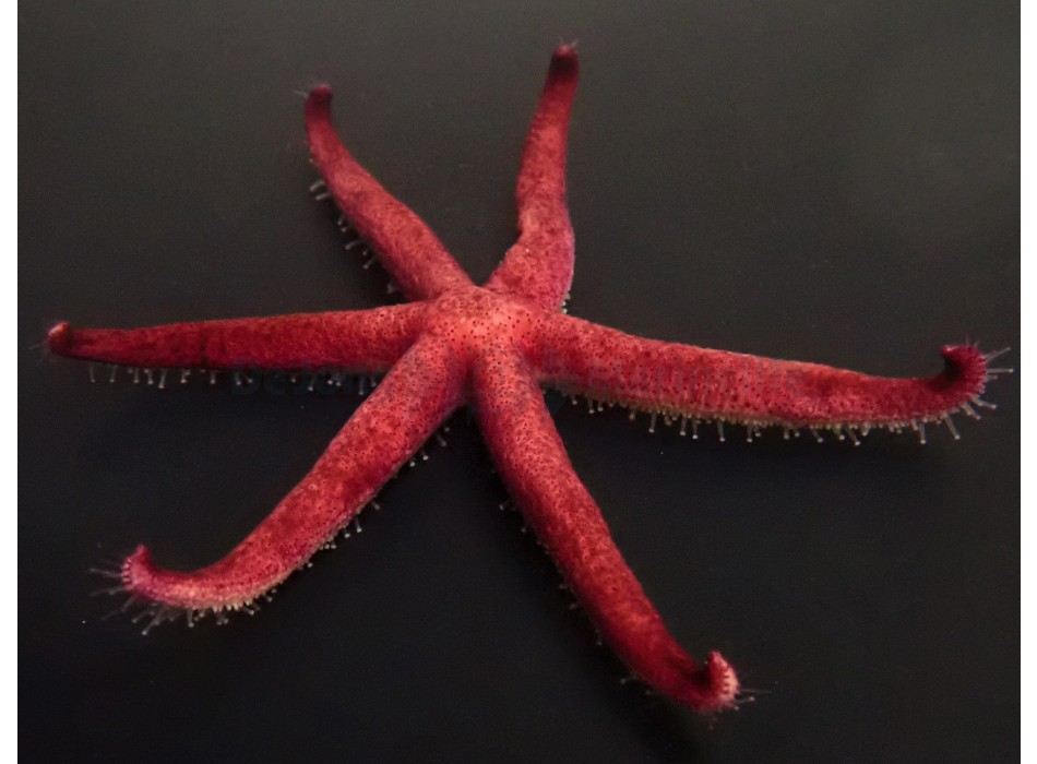 Echinaster luzonicus