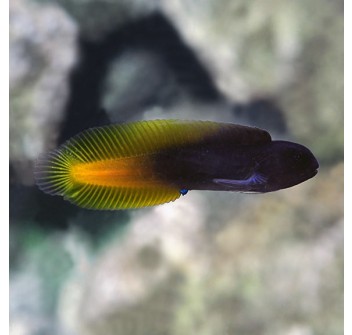 Enchelyurus flavipes