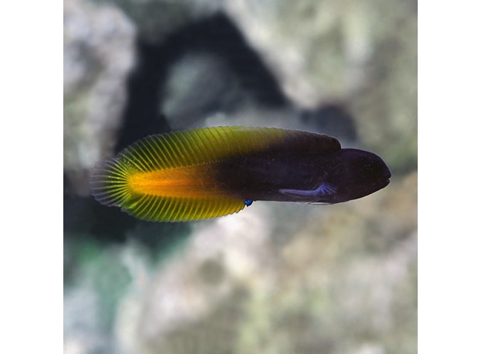 Enchelyurus flavipes