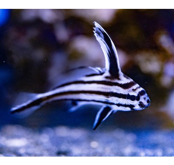 Equetus acuminatus SM