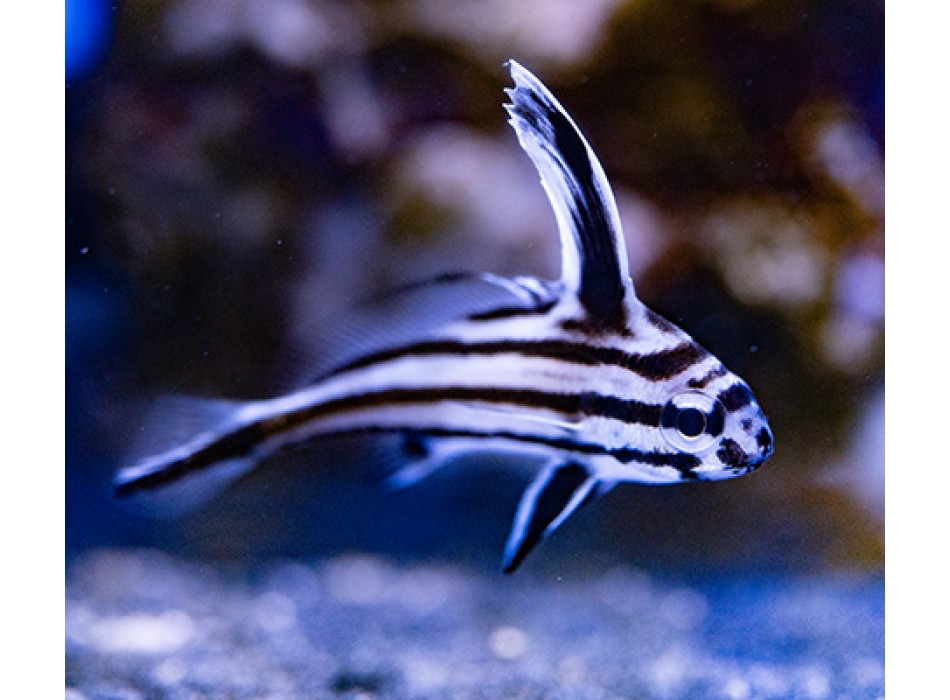Equetus acuminatus SM