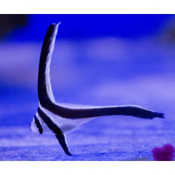 Equetus lanceolatus SM