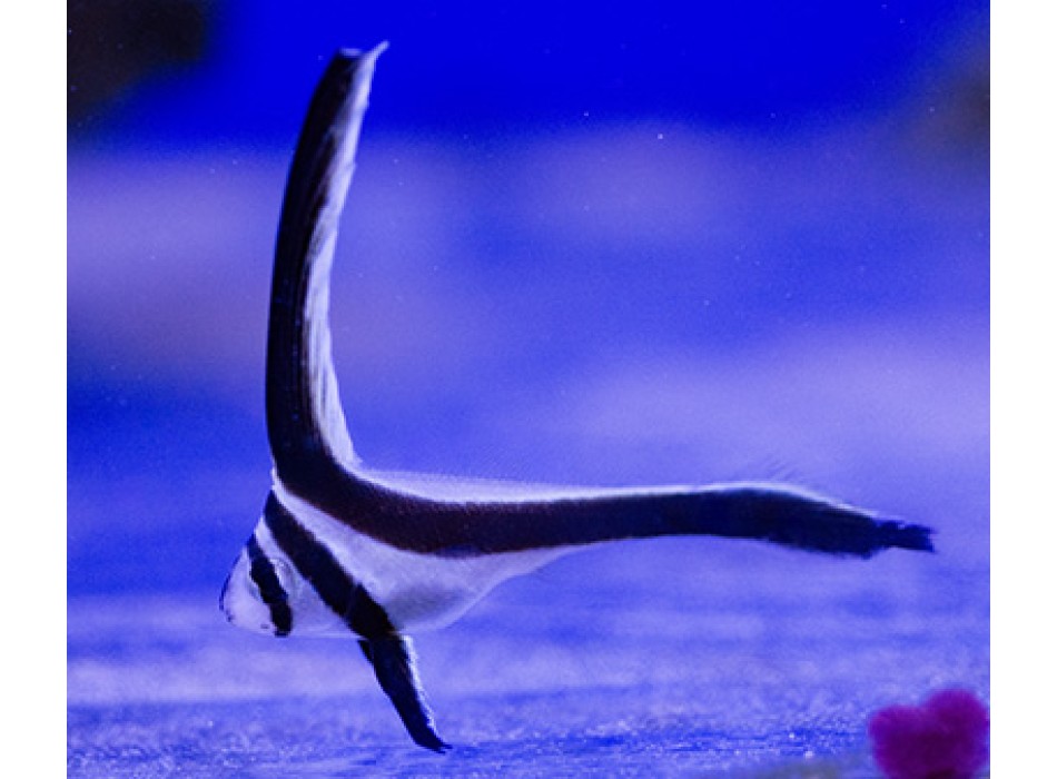 Equetus lanceolatus SM