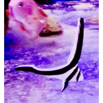 Equetus lanceolatus SM