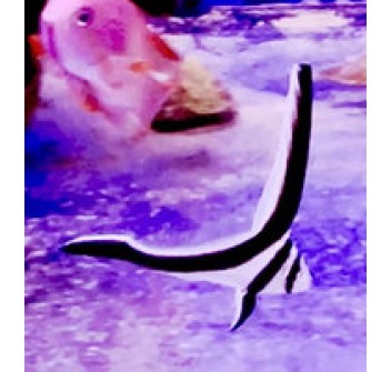 Equetus lanceolatus SM