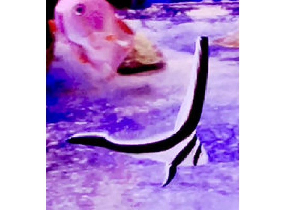 Equetus lanceolatus SM