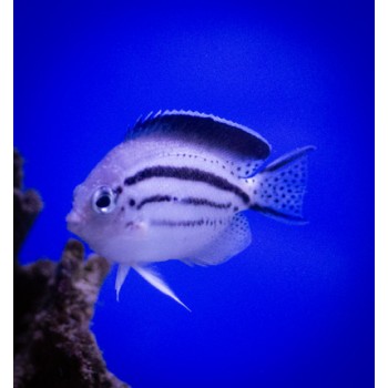 Genicanthus lamarck (female) SM