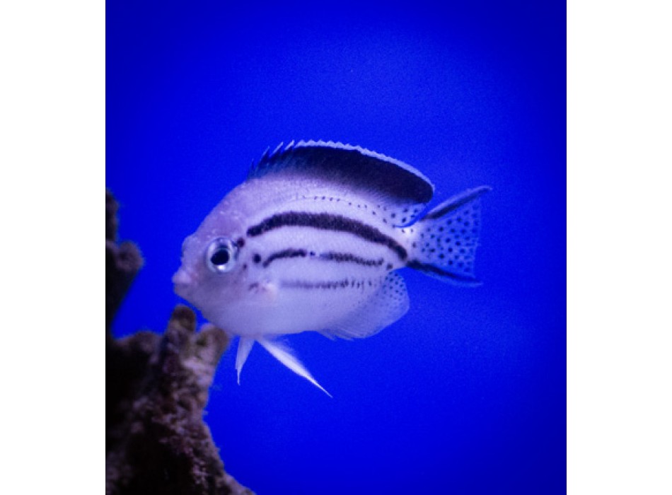 Genicanthus lamarck (female) SM