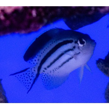 Genicanthus lamarck (female) SM