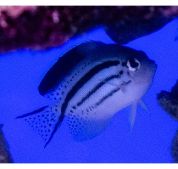 Genicanthus lamarck (female) SM