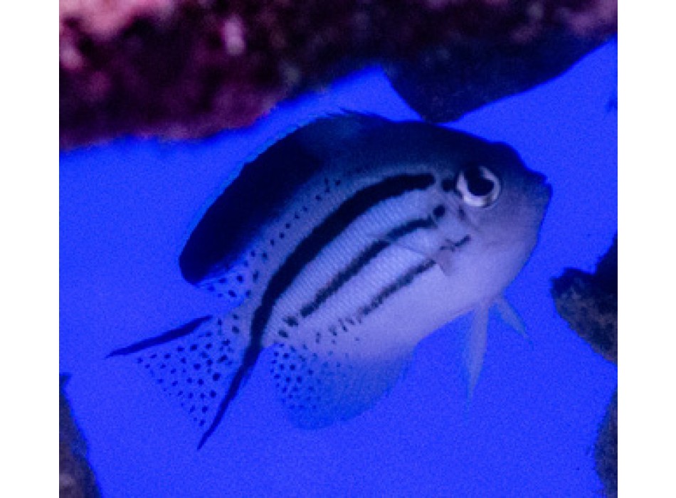 Genicanthus lamarck (female) SM