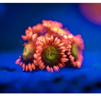Goniopora Pom-Pom S/T - XXS 