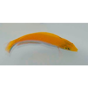 Halichoeres leucoxanthus