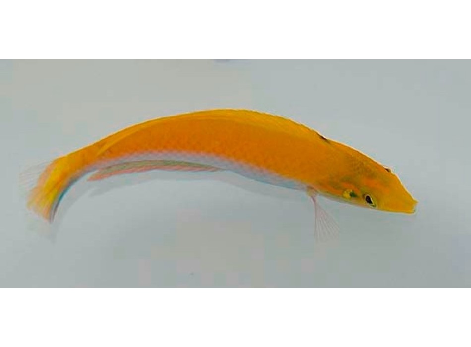 Halichoeres leucoxanthus