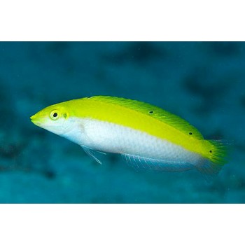 Halichoeres leucoxanthus